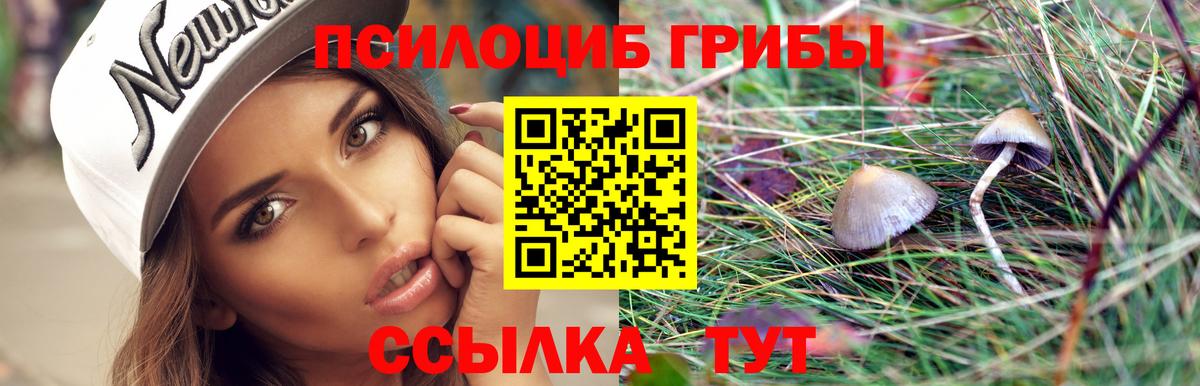Псилоцибиновые грибы Psilocybe Улан-Удэ